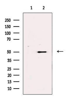 Invitrogen TEAD2 Polyclonal Antibody 100 &mu;L; Unconjugated:Antibodies,