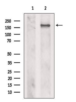 Invitrogen Tensin 1 Polyclonal Antibody 100 &mu;L | Buy Online | Invitrogen&trade; | Fisher Scientific