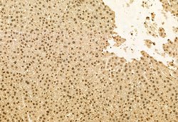 Invitrogen TET2 Polyclonal Antibody 100 μL; Unconjugated:Antibodies,