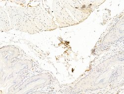 Invitrogen TFAP4 Polyclonal Antibody 100 &mu;L; Unconjugated:Antibodies,