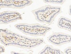 Invitrogen TFAP4 Polyclonal Antibody 100 &mu;L; Unconjugated:Antibodies,