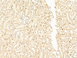 Invitrogen TFAP4 Polyclonal Antibody 100 &mu;L; Unconjugated:Antibodies,