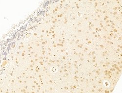 Invitrogen TFAP4 Polyclonal Antibody 100 &mu;L; Unconjugated:Antibodies,