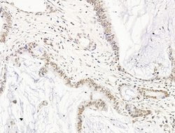 Invitrogen TFAP4 Polyclonal Antibody 100 &mu;L; Unconjugated:Antibodies,