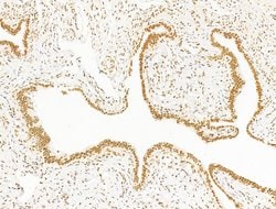 Invitrogen TFAP4 Polyclonal Antibody 100 &mu;L; Unconjugated:Antibodies,