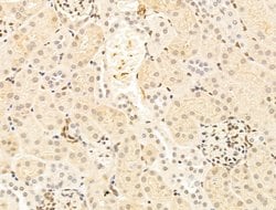 Invitrogen TFAP4 Polyclonal Antibody 100 &mu;L; Unconjugated:Antibodies,