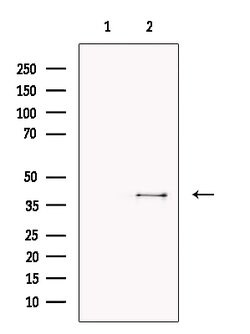 Invitrogen TFAP4 Polyclonal Antibody 100 &mu;L; Unconjugated:Antibodies,