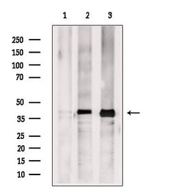 Invitrogen TFAP4 Polyclonal Antibody 100 &mu;L; Unconjugated:Antibodies,