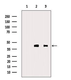 Invitrogen Thrombopoietin Polyclonal Antibody 100 &mu;L; Unconjugated:Antibodies,