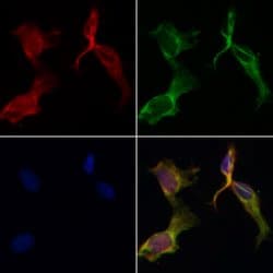 Invitrogen PAR1 Polyclonal Antibody 100 &mu;L; Unconjugated:Antibodies,