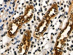 Invitrogen PAR1 Polyclonal Antibody 100 &mu;L; Unconjugated:Antibodies,