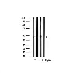 Invitrogen PAR1 Polyclonal Antibody 100 &mu;L; Unconjugated:Antibodies,
