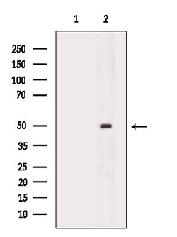 Invitrogen PAR1 Polyclonal Antibody 100 &mu;L; Unconjugated:Antibodies,