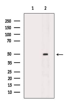 Invitrogen PAR1 Polyclonal Antibody 100 &mu;L; Unconjugated:Antibodies,