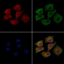 CD202b (TIE2) Polyclonal Antibody:Antibodies, Polyclonal