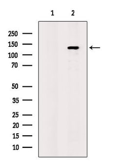 CD202b (TIE2) Polyclonal Antibody:Antibodies, Polyclonal