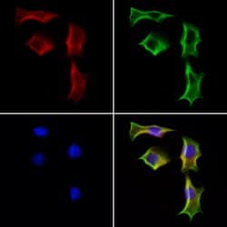 Invitrogen STING Polyclonal Antibody 100 &mu;L; Unconjugated:Antibodies,