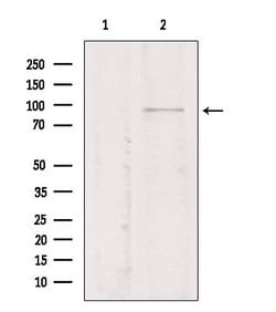 Invitrogen STING Polyclonal Antibody 100 &mu;L; Unconjugated:Antibodies,