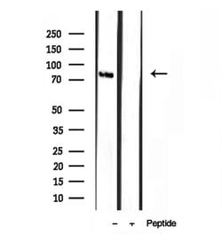 Invitrogen STING Polyclonal Antibody 100 &mu;L; Unconjugated:Antibodies,