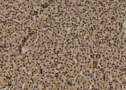 Invitrogen TMEM37 Polyclonal Antibody 100 &mu;L | Buy Online | Invitrogen&trade; | Fisher Scientific