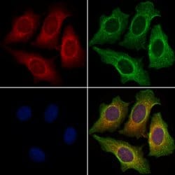 Invitrogen OX40L Polyclonal Antibody 100 &mu;L; Unconjugated:Antibodies,