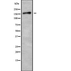 Invitrogen TNIK Polyclonal Antibody 100 &mu;L | Buy Online | Invitrogen&trade; | Fisher Scientific
