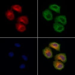 Invitrogen TOM1L2 Polyclonal Antibody 100 &mu;L; Unconjugated:Antibodies,