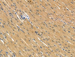 Invitrogen TOM1L2 Polyclonal Antibody 100 &mu;L; Unconjugated:Antibodies,