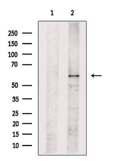 Invitrogen TOM1L2 Polyclonal Antibody 100 &mu;L; Unconjugated:Antibodies,