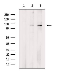 Invitrogen Transferrin Receptor Polyclonal Antibody 100 &mu;L; Unconjugated:Antibodies,