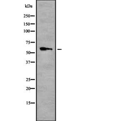 Invitrogen TRF2 Polyclonal Antibody 100 &mu;L; Unconjugated:Antibodies,