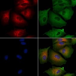 Invitrogen BERP Polyclonal Antibody 100 &mu;L; Unconjugated:Antibodies,