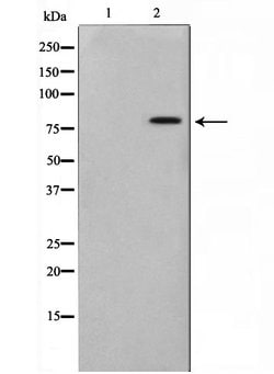 Invitrogen BERP Polyclonal Antibody 100 &mu;L; Unconjugated:Antibodies,