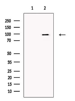 Invitrogen TRPC3 Polyclonal Antibody 100 &mu;L; Unconjugated:Antibodies,