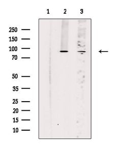Invitrogen TRPC4 Polyclonal Antibody 100 &mu;L; Unconjugated:Antibodies,