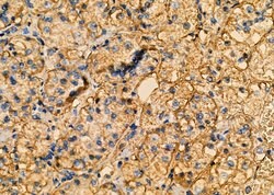 Invitrogen TSC22D1 Polyclonal Antibody 100 &mu;L | Buy Online | Invitrogen&trade; | Fisher Scientific