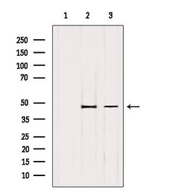 TSG101 Polyclonal Antibody:Antibodies, Polyclonal