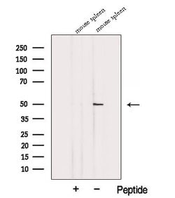 Invitrogen EAP2 Polyclonal Antibody 100 &mu;L; Unconjugated:Antibodies,