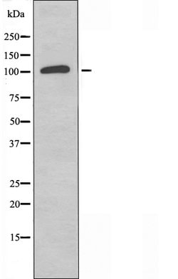 Invitrogen GCP5 Polyclonal Antibody 100 &mu;L; Unconjugated:Antibodies,