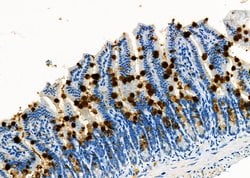 Invitrogen TrxR1 Polyclonal Antibody 100 &mu;L; Unconjugated:Antibodies,