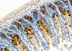 Invitrogen TrxR1 Polyclonal Antibody 100 &mu;L; Unconjugated:Antibodies,