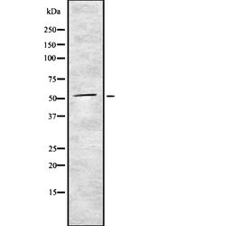 Invitrogen TrxR1 Polyclonal Antibody 100 &mu;L; Unconjugated:Antibodies,