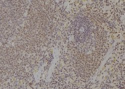 Invitrogen Ubiquitin Polyclonal Antibody 100 &mu;L; Unconjugated:Antibodies,