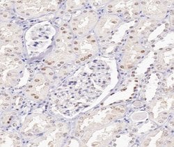 UBE1L Polyclonal Antibody:Antibodies, Polyclonal