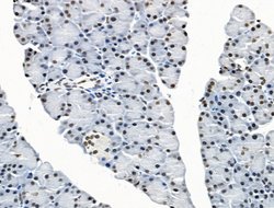 Invitrogen UBR4 Polyclonal Antibody 100 &mu;L; Unconjugated:Antibodies,