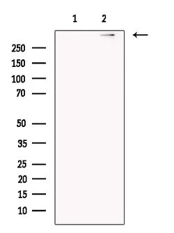 Invitrogen UBR4 Polyclonal Antibody 100 &mu;L; Unconjugated:Antibodies,