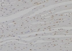 Invitrogen UGDH Polyclonal Antibody 100 &mu;L; Unconjugated:Antibodies,