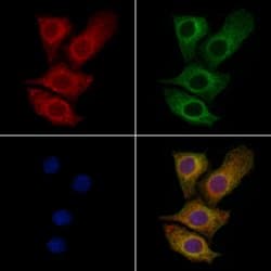 Invitrogen UMPS Polyclonal Antibody 100 &mu;L; Unconjugated:Antibodies,