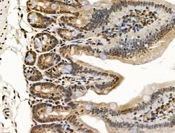 Invitrogen UXT Polyclonal Antibody 100 &mu;L; Unconjugated:Antibodies,
