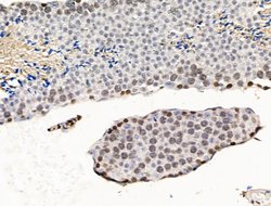 Invitrogen UXT Polyclonal Antibody 100 &mu;L; Unconjugated:Antibodies,
